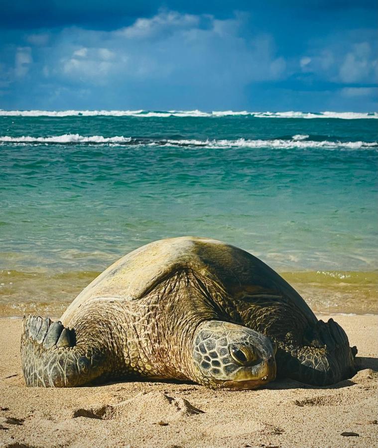 Explore Maui'S Diverse Campgrounds And Uncover The Island'S Beauty From Fresh Perspectives Every Day As You Journey With Aloha Glamp'S Great Jeep Equipped With A Rooftop Tent Paia Exterior foto